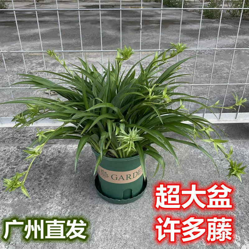 Подвесное растение в горшке с хлорофитумом с золотыми краями для очистки воздуха в помещении, поглощения формальдегида, большое офисное зеленое растение с виноградной лозой, гидропонное растение.