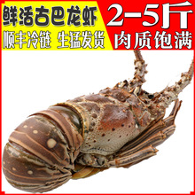 鲜活古巴龙虾超大龙虾小蜜蜂生猛澳龙活体大波龙澳洲龙虾海鲜水产
