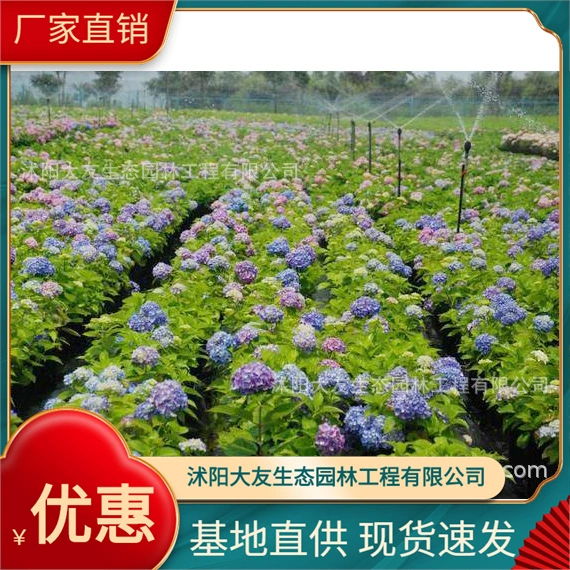 Базовый оптовый сорт саженцев гортензии собственного производства, полный проект ландшафтного дизайна, Зеленые саженцы