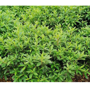 �������l ���N ���N ���N ë�N���� �����N���� �����������l