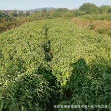 常年批发四季常青优质一年生香樟树苗湖北小叶香樟河南香樟苗价格