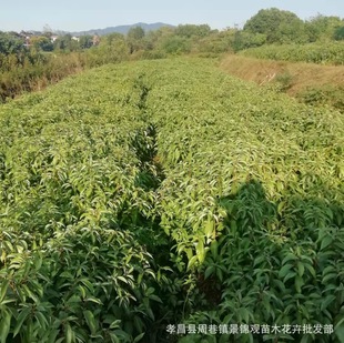 Year-Round Wholesale of High-Quality Evergreen One-Year-Old Camphor Saplings for All Seasons, Hubei Small-Leaf Camphor, Henan Camphor Seedlings Prices
