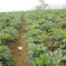 ���羳��؛�����w�N�� �ؚw 녚w �����w �����w �ɚw�N��