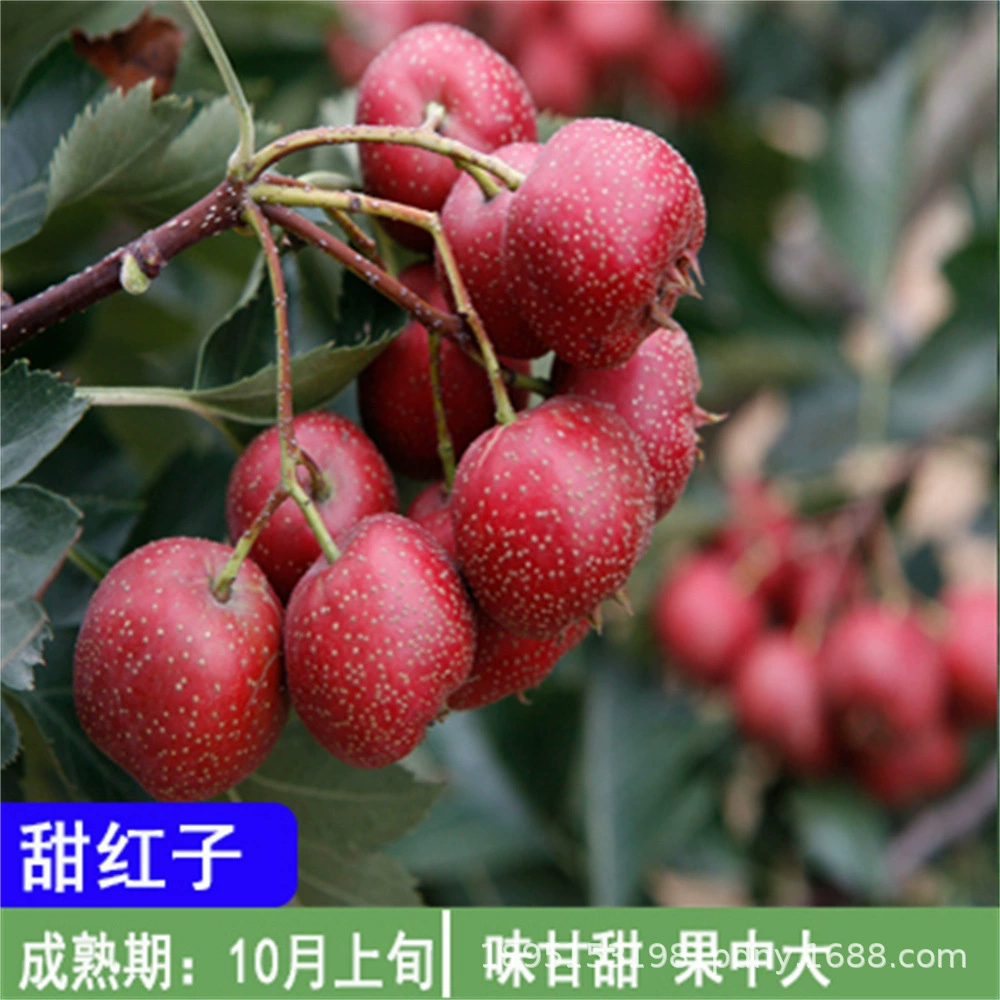 Сладкий красный семена боярышника Сеялка прививка Желтый Боярышник Большая пятикратная боярышника Посадка живой рассады на севере и юге