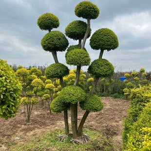 Courtyard Villa Florals, Street Trees, Bright Ligustrum Shape, Multi-Headed Potted Plants, Evergreen in All Seasons, Cold and Heat Resistant