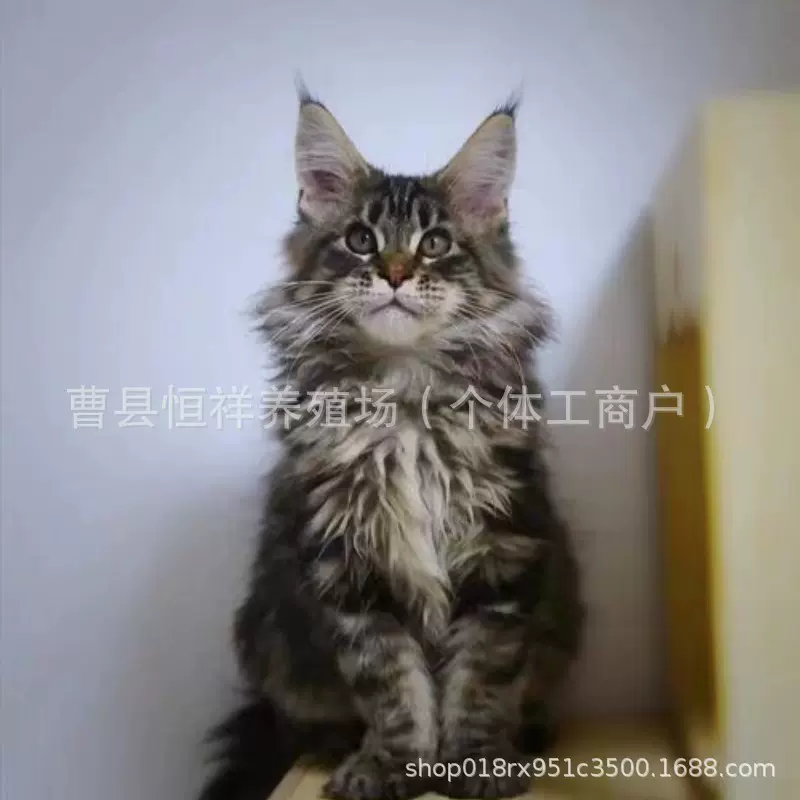 养户直发缅因猫幼猫活体大型长毛猫宠物猫小猫活猫棕虎银虎红虎猫