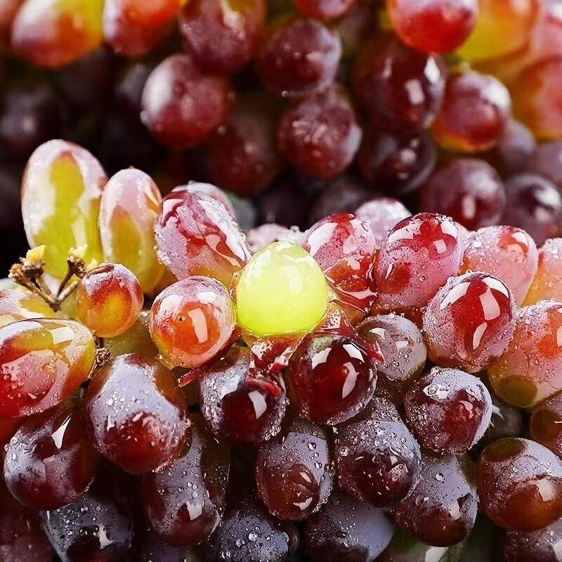 Northeast Tulip Grapes Fresh Fruit Gift Box Popular Online Fruit for Pregnant Women Whole Box Free Shipping for Pregnant Women