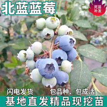 һl {{ݮͥԺ̨ϱNֲ玧