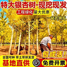 �ش��y�Ә���ͥԺ�e���׳ɻ����½������G�~�G����ľ����е���