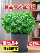 薄荷盆栽植物室内水培薄荷绿植迷迭香禄植驱蚊可食用四季好养活