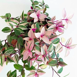 盆栽;宿根花卉;园艺工具