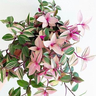 ��Y���m�\�������m�����k���҃������̨����ֲ�ﻨ���r��ֱ��