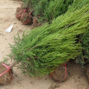 ���ؘ����ɰر�؂Ȱ���A���ɘ䌚�������ؘ����ļ����๤�̾G��