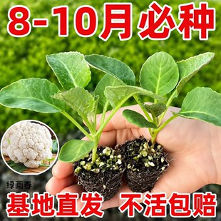 �ﶬ�ͺ�������׻������翹�����a ����¶��ͥԺ����Nֲ�߲���