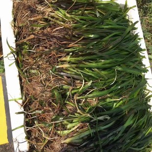 [Wholesale in Base] Bitter Grass/Dwarf Bitter Grass/Evergreen Dwarf Bitter Grass/Aquatic Plants/Purification of Water Quality