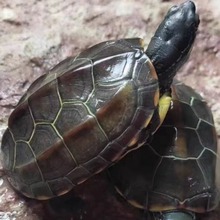 �����������A�����������������ꑵ��K��ī���^�p�����N���W�t