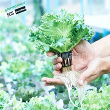 �S�����a�Nֲ�����Ϲܟo�������߲˷���ˮ��� �̨�N��PVCˮ���