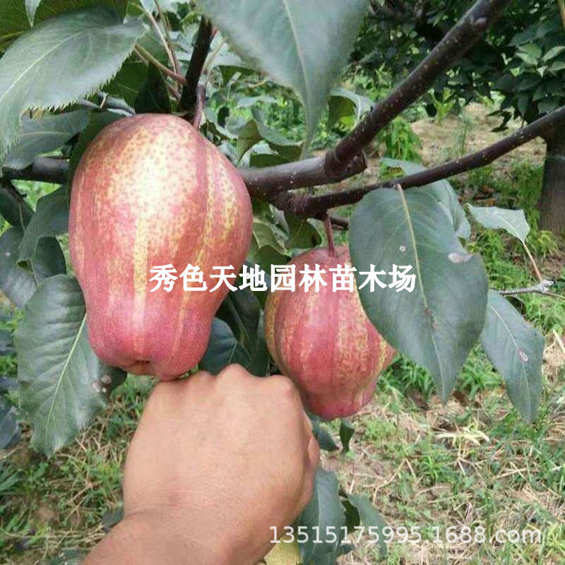 早酥红梨苗南北方庭院地栽梨树果苗阳台盆栽嫁接特大果树当年结果