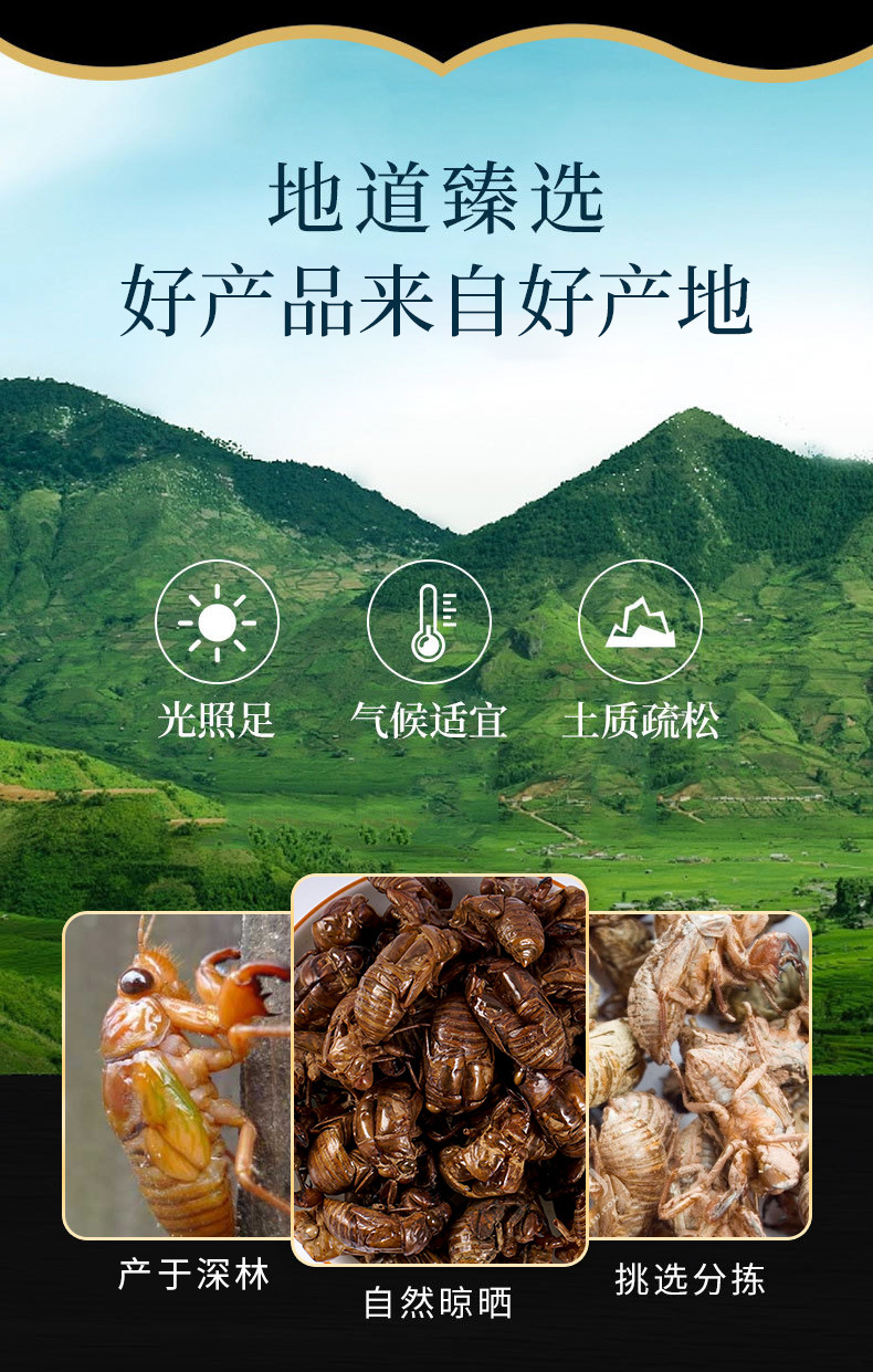 Chan Tui (Cicada Slough) — Washed Dried Cicada Molt for TCM Tea & Decoction overview