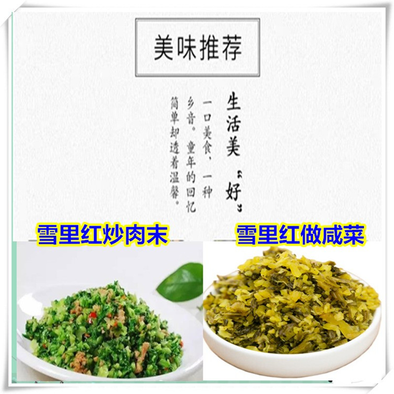 【Sf Express】Fresh Snow Cabbage with Thin Leaves, Pickled Vegetables, Sour Pickles