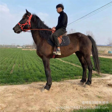 骑乘马养马场半血马纯血马训过马匹骑乘马价格蒙古马养殖