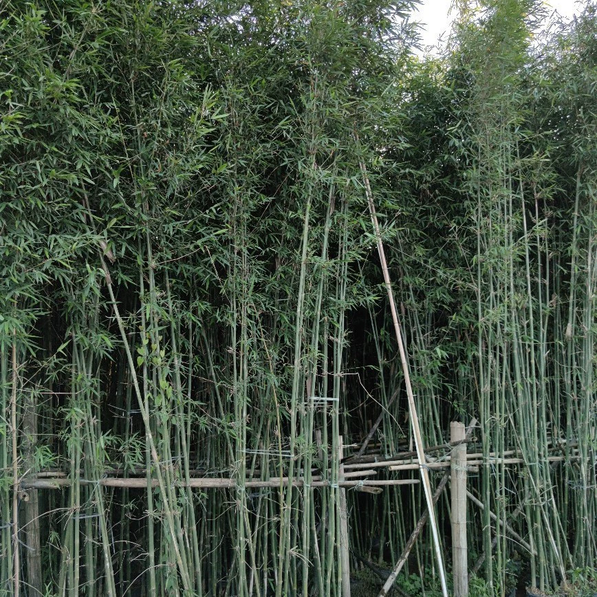 904 база прямых продаж зеленый кожаный бамбук 2-4cm6-7-метровый мешок саженцы