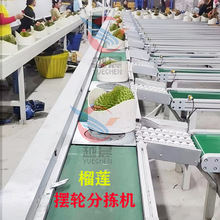 SINKI榴莲水果摆轮分拣机物流分拣智能分道仓库快递分件机自动化