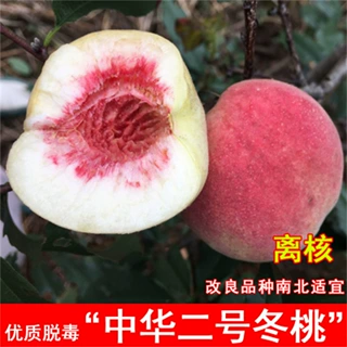 紫玉嫁接中蟠2号桃树苗黄金毛蟠桃树苗二号黄肉蟠桃耐寒庭院种植
