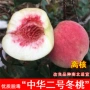 2号二号嫁接庭院桃树苗
