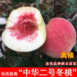 中华桃树果苗油桃树苗中油27号油桃丑香蜜33-20黄肉南放庭院种植