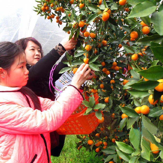 4米5米6米金桔膜砂糖橘膜防霜膜长寿砂糖橘膜长寿金桔膜