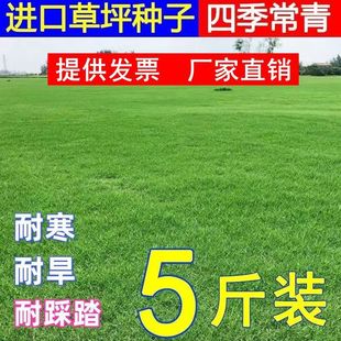 Lawn Seeds Are Evergreen in All Seasons, Cold-Resistant and Drought-Resistant, No Pruning, Dwarf Grass Seeds, Slope Protection, Greening Lawn Seeds, Lawn Seeds