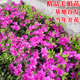 ë���N�ļ�����ͥԺ�G��ë��ӳɽ�t���N���ͺ����B��÷�绨���_��