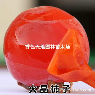 Grafted Fire Crystal Persimmon Saplings with Thin Skin, Soft and Sweet Persimmon Saplings, Potted Plants, Planted in the North and South, Fruit Trees That Bear Fruit in the Same Year
