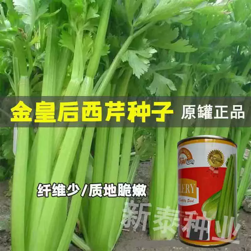 Семена сельдерея Golden Queen, посеянные в четыре сезона, густые и хрустящие семена сельдерея Высокоурожайные Семена овощей для балконных теплиц