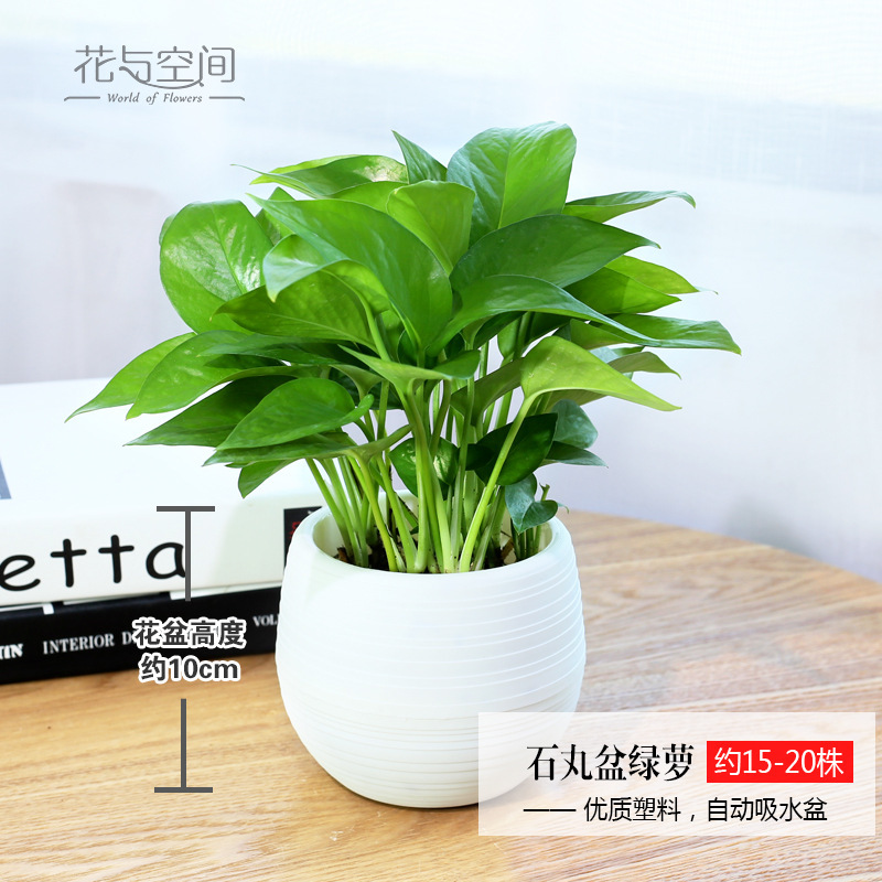 Money Tree, Gardenia, Asparagus, Green Radish, Aloe Vera, Office Air Purifying Green Plants, Desktop Flowers, Hydroponic Plants Money Tree, Gardenia, Asparagus, Green Radish, Aloe Vera, Office Air Purifying Green Plants, Desktop Flowers, Hydroponic Plants