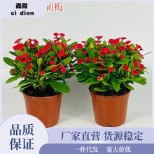 海棠花盆栽铁海棠虎刺梅花卉四季开花植物室内外阳台庭院带花绿植