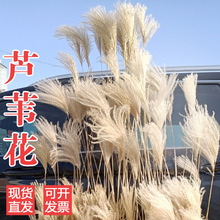 ��Ȼ�¿��JȔ�������������b[�����m������ɻ���c���߰��]