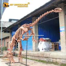 比例还原仿真恐龙古生物玻璃钢禄丰龙化石 餐厅景区橱窗摆设模型