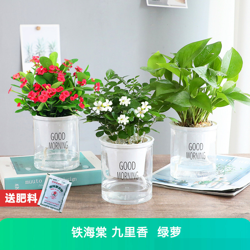 [공기정화 3포트] 포토스 + 구리향 + 철베고니아 + 무료비료