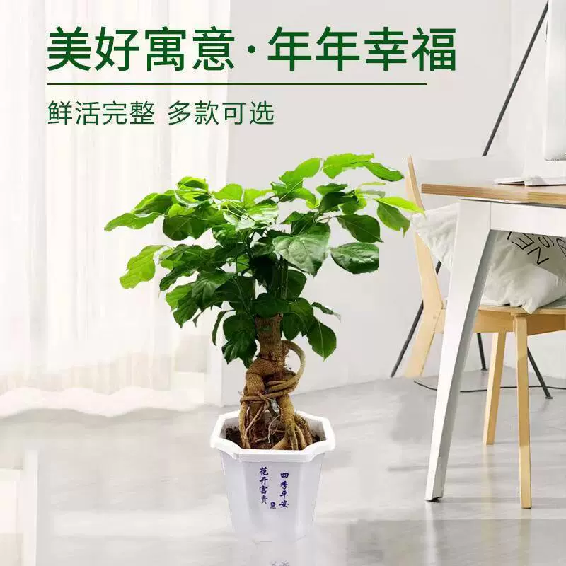 Оптовая тиген зеленый сокровище Дерево счастья в горшке комнатное настольное растение бонсай старая куча приготовленная куча вечнозеленая круглый год