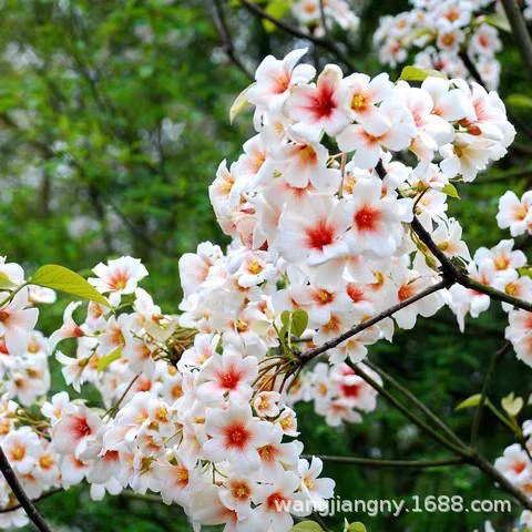 Саженцы масличного дерева Хунань, посадка саженцев масличного дерева, садовые зеленые растения, саженцы масличного дерева, заказать сейчас выкапанные семена саженцев масличного дерева