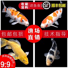 廣州錦鯉魚 廣州錦鯉魚批發 促銷價格 產地貨源 阿里巴巴
