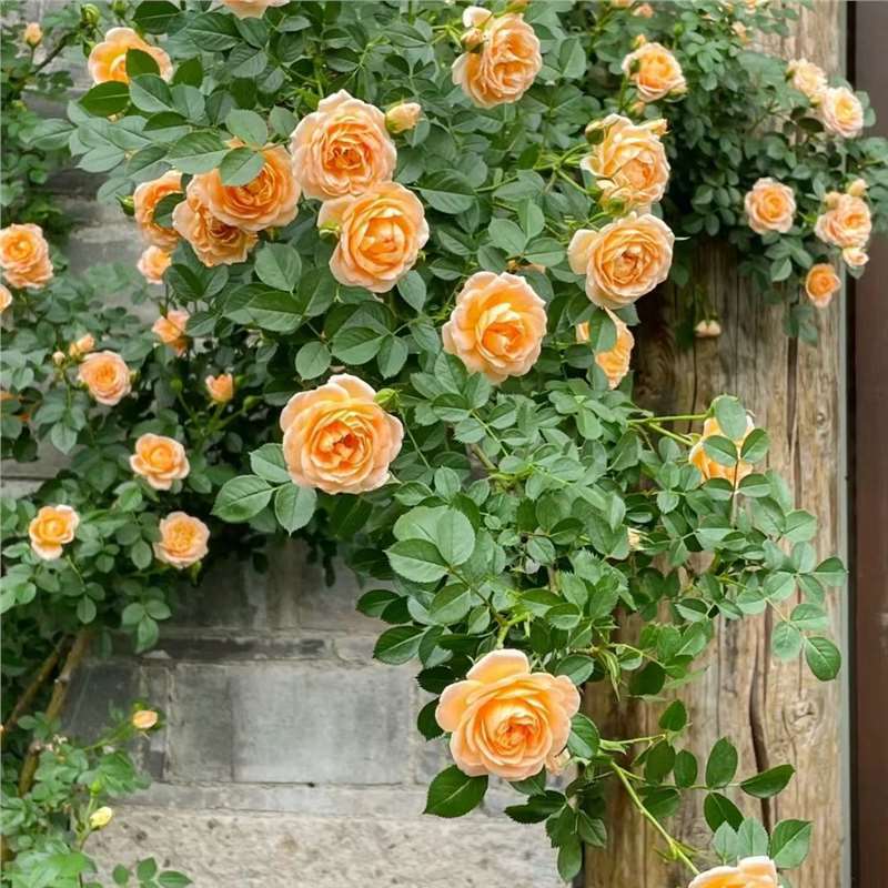 Semillas de flor de rosa, flores grandes, rosas, enredaderas, semillas de flores de rosas, cuatro estaciones, jardín, enredaderas, plantas trepadoras, semillas de flores