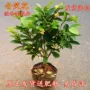名贵耐寒盆栽浓香型树苗