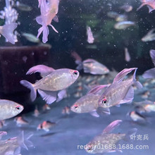 上海热带鱼观赏鱼养殖场批发钻石灯鱼南美钻石灯 巴西灯 刚果美人