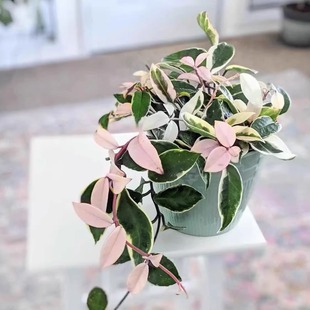 Mosaic Orchid Pink Brocade Ball Phnom Penh Florals and Green Plants Balcony Hanging Climbing Flowering Plant Potted Indoor
