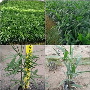 Fine-Leafed Palm Bamboo Bag Seedlings Guangdong Zhongshan Landscape Greening Project Flower and Tree Seedlings Small Shrub Palm Plants