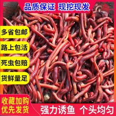 蚯蚓活饵大号散装盒装 红蚯蚓  饵料 鱼饵 钓鱼 大平二号种苗