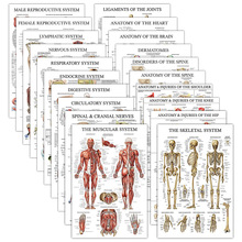 亚马逊教育海报套装 英文医学人体解剖医院教室学校挂画装饰画